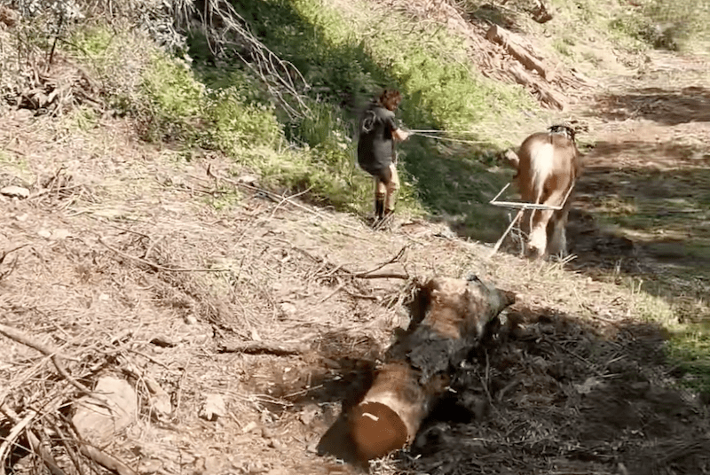 equiloisirs-fae-traction-debardage