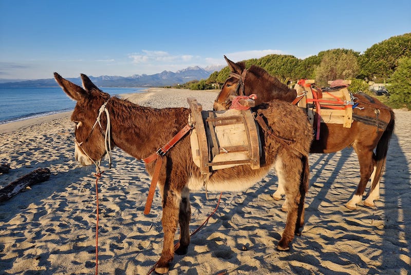 equiloisirs-fae-traction-dechet-anes