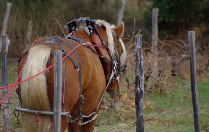 equiloisirs-fae-traction-vigne-cheval-arriere