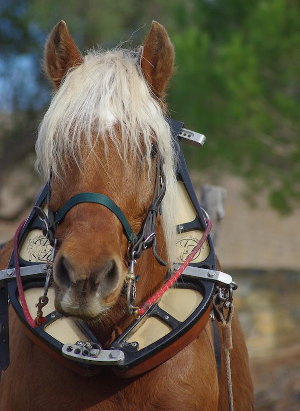 equiloisirs-fae-traction-vigne-cheval-devant