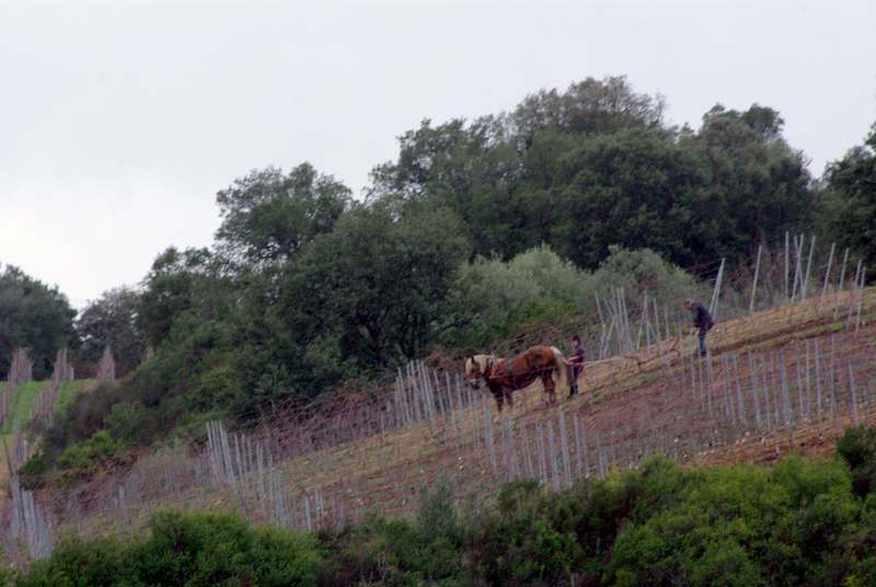 equiloisirs-fae-traction-vigne-pente