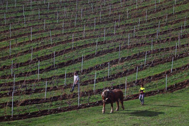 equiloisirs-fae-traction-vigne-terrain-vert