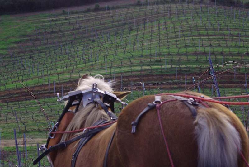 equiloisirs-fae-traction-vigne-terrain