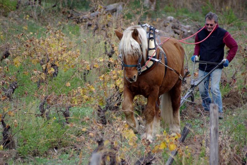 equiloisirs-fae-traction-vigne-thierry