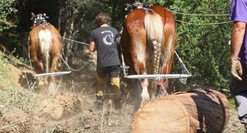p_equiloisirs-fae-traction-debardage-st-jean