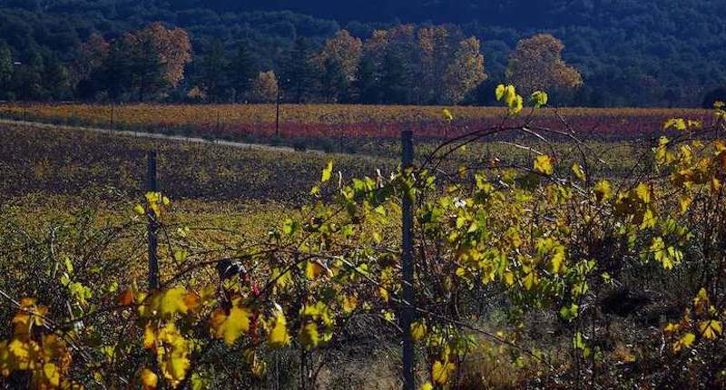 p_equiloisirs-fae-traction-vigne-automne