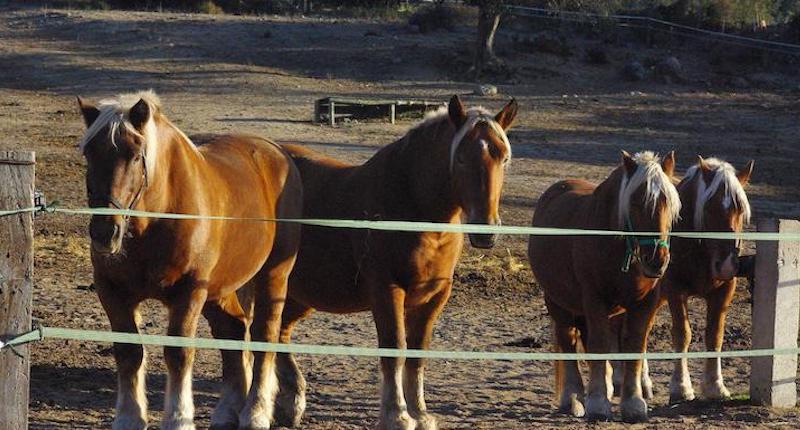 p_equiloisirs-fae-traction-vigne-chevaux-paddock