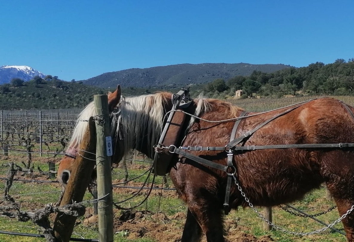 2026-vigne-thierry-cheval