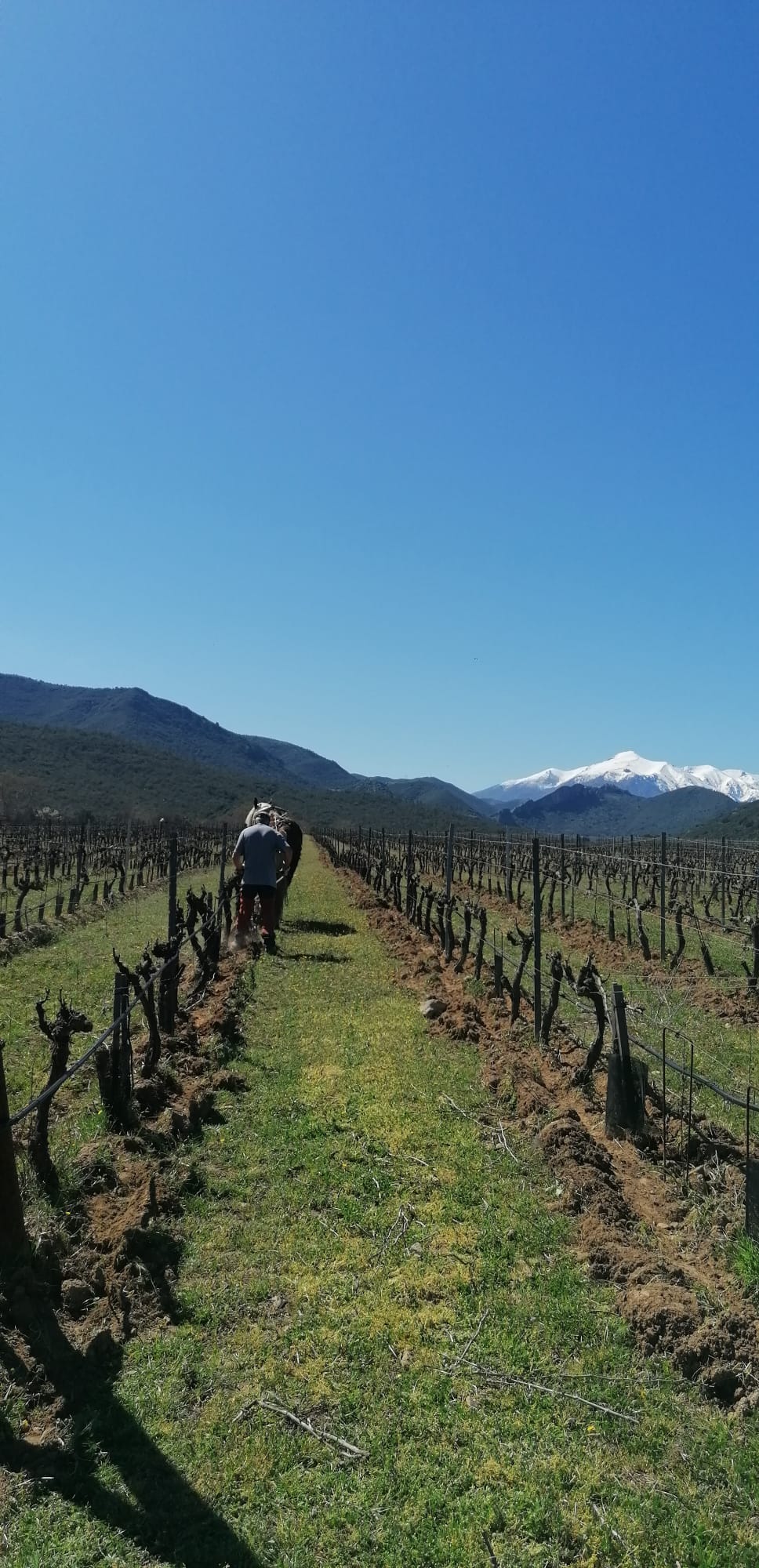 2026-vigne-thierry1
