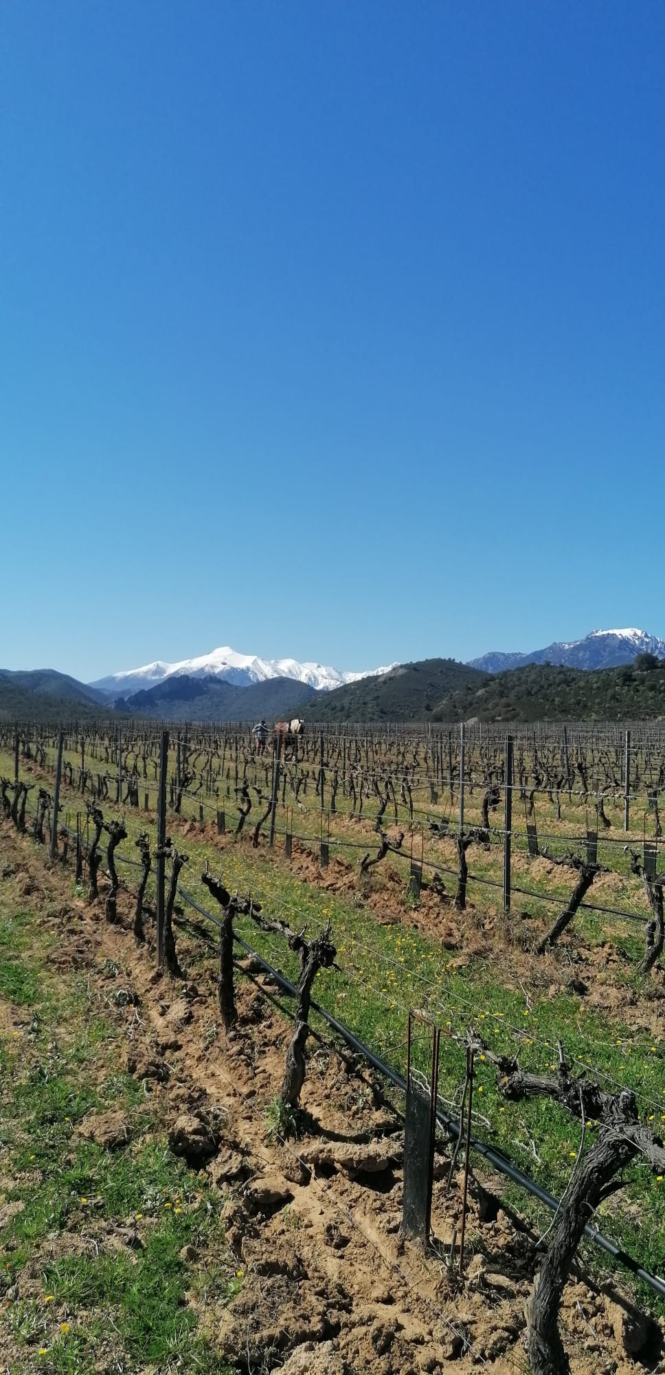 2026-vigne-thierry2