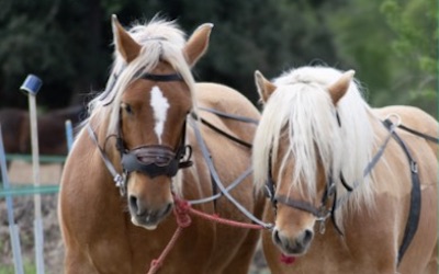 Formation en Apprentissage BPJEPS EQUITATION
